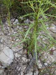 Dysodiopsis tagetoides