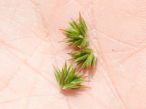 Image of Juncus validus by (c) Sam Kieschnick, some rights reserved (CC BY)