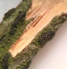 Hysterobrevium smilacis