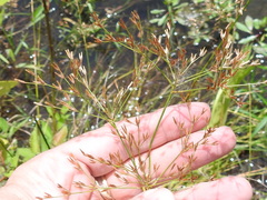 Juncus diffusissimus