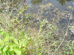 Juncus diffusissimus