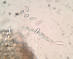 Hysterobrevium smilacis