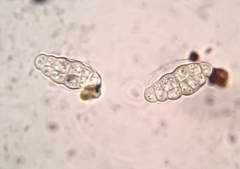 Hysterobrevium smilacis
