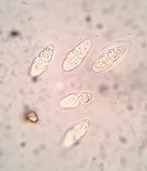 Hysterobrevium smilacis