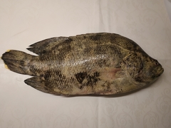 Lobotes surinamensis