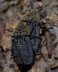 Thanatophilus lapponicus