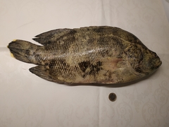 Lobotes surinamensis