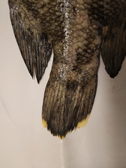 Lobotes surinamensis