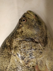 Lobotes surinamensis