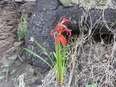 Sprekelia formosissima