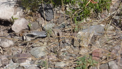 Aspidoscelis scalaris septemvittatus