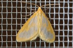 Eubaphe helveta