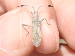 Chariesterus antennator