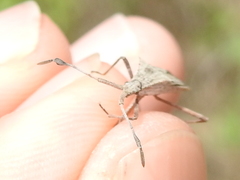 Chariesterus antennator