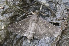 Hypenula cacuminalis