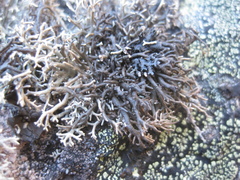 Sphaerophorus fragilis