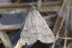 Hypenula cacuminalis