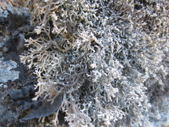 Sphaerophorus fragilis