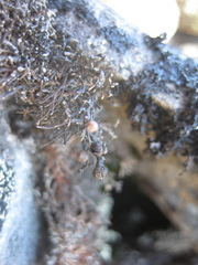 Sphaerophorus fragilis
