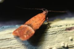 Eudactylota iobapta