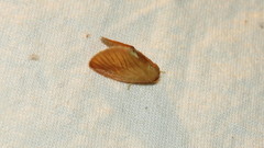 Tortricidia testacea
