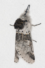 Furcula scolopendrina