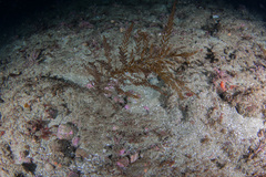 Sargassum horneri