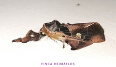 Desmoloma signata