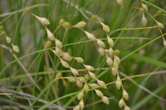 Carex silicea