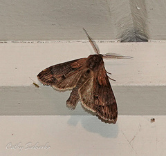 Dasylophia thyatiroides