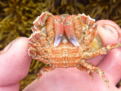 Eurynolambrus australis