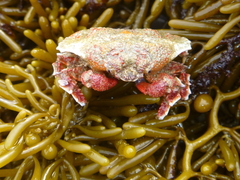 Eurynolambrus australis