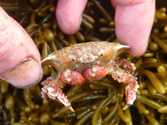 Eurynolambrus australis