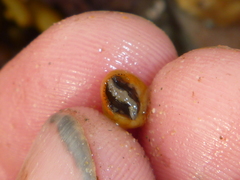 Micrelenchus tessellatus