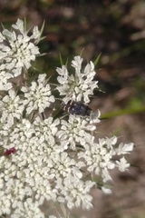 Acmaeoderella flavofasciata flavofasciata