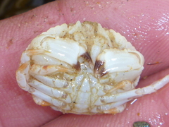 Metacarcinus novaezelandiae