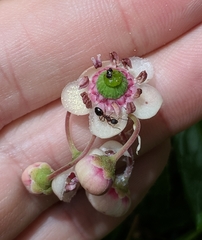 Dolichoderus plagiatus