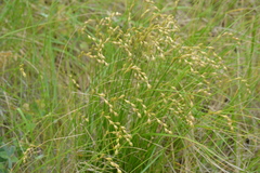 Carex silicea