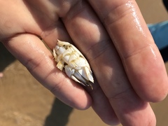 Emerita austroafricana