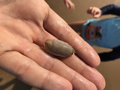 Emerita austroafricana