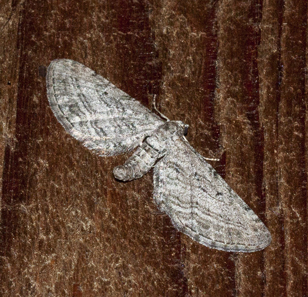 Eupithecia behrensata