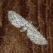 Eupithecia behrensata - Photo (c) Jim Johnson, some rights reserved (CC BY-NC-ND), uploaded by Jim Johnson