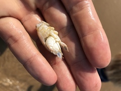 Emerita austroafricana