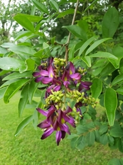Millettieae