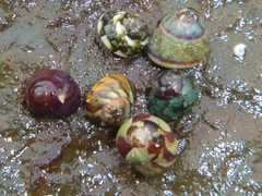 Micrelenchus tessellatus