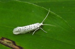 Yponomeuta multipunctella