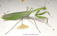 Macromantis hyalina