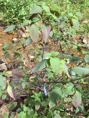 Impatiens pallida