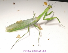 Macromantis hyalina