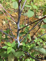 Impatiens pallida